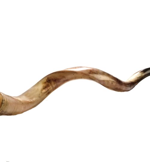 Shofar Yemenite 2