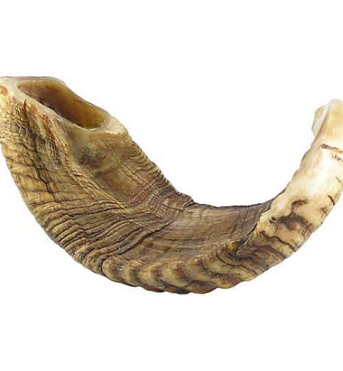 large-ram-horn-shofar